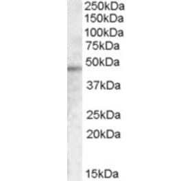 Western Blot - Anti-TMPRSS3 Antibody (A83475) - Antibodies.com