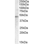 Western Blot - Anti-TMPRSS3 Antibody (A83475) - Antibodies.com