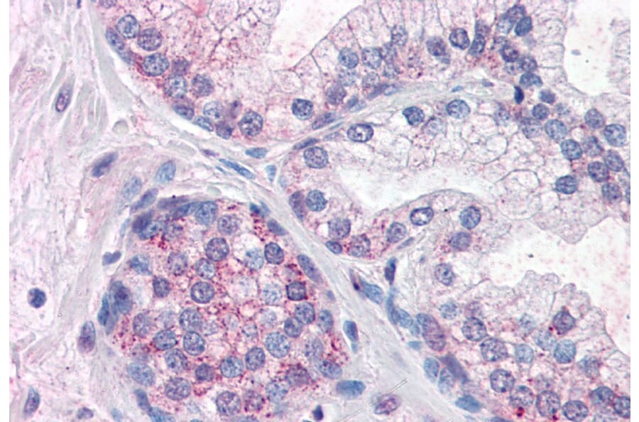 Immunohistochemistry - Anti-PDE11A Antibody (A83476) - Antibodies.com