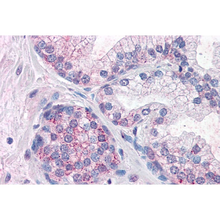 Immunohistochemistry - Anti-PDE11A Antibody (A83476) - Antibodies.com