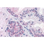 Immunohistochemistry - Anti-PDE11A Antibody (A83476) - Antibodies.com