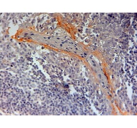 Immunohistochemistry - Anti-NLRP3 Antibody (A83479) - Antibodies.com