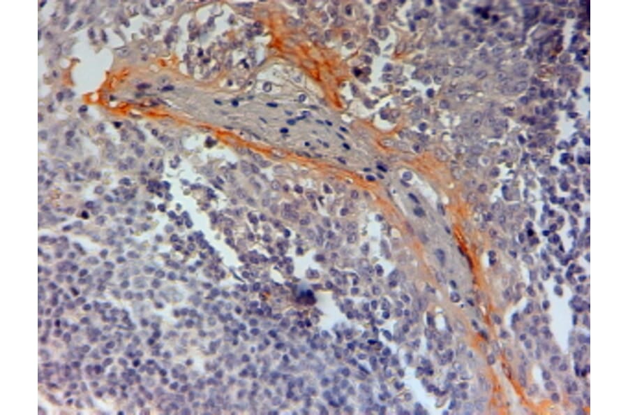Immunohistochemistry - Anti-NLRP3 Antibody (A83479) - Antibodies.com