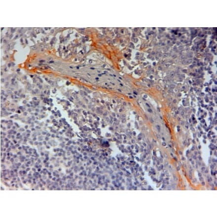 Immunohistochemistry - Anti-NLRP3 Antibody (A83479) - Antibodies.com