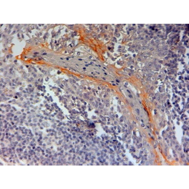 Immunohistochemistry - Anti-NLRP3 Antibody (A83479) - Antibodies.com
