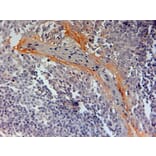 Immunohistochemistry - Anti-NLRP3 Antibody (A83479) - Antibodies.com