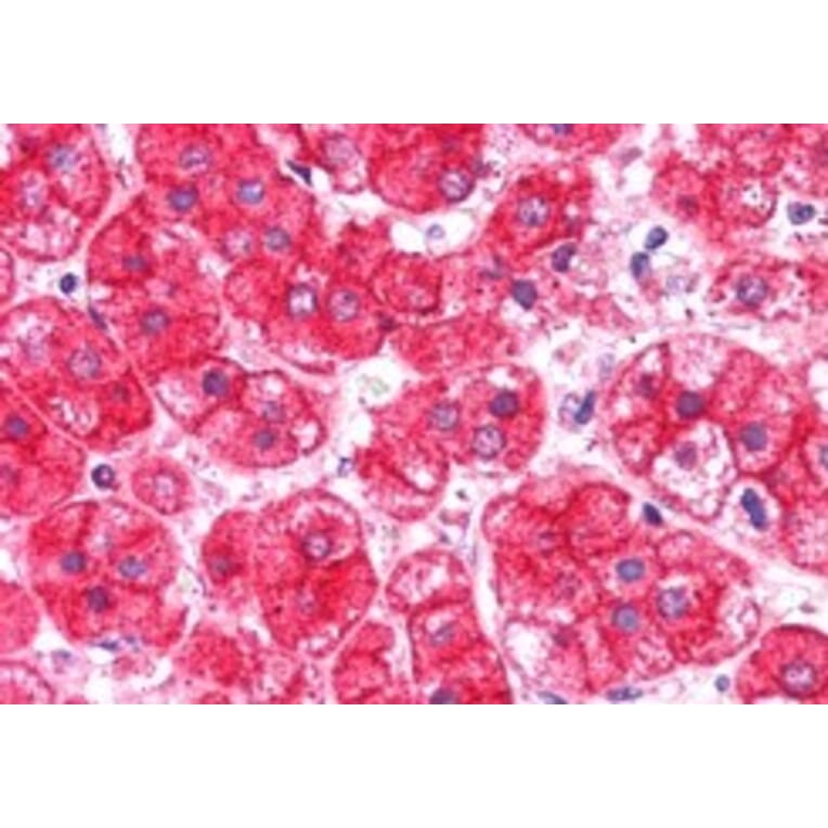 Immunohistochemistry - Anti-EXOC7 Antibody (A83480) - Antibodies.com