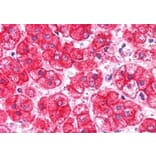 Immunohistochemistry - Anti-EXOC7 Antibody (A83480) - Antibodies.com