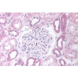 Immunohistochemistry - Anti-PAX8 Antibody (A83481) - Antibodies.com