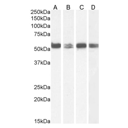 Western Blot - Anti-PTBP1 Antibody (A83482) - Antibodies.com