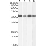 Western Blot - Anti-PTBP1 Antibody (A83482) - Antibodies.com