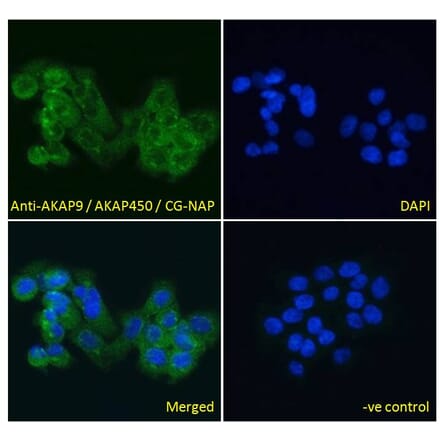 Immunofluorescence - Anti-AKAP9 Antibody (A83483) - Antibodies.com