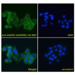 Immunofluorescence - Anti-AKAP9 Antibody (A83483) - Antibodies.com
