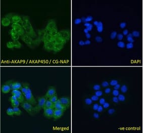 Immunofluorescence - Anti-AKAP9 Antibody (A83483) - Antibodies.com
