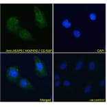 Immunofluorescence - Anti-AKAP9 Antibody (A83483) - Antibodies.com