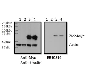 Western Blot - Anti-ZIC2 Antibody (A83484) - Antibodies.com