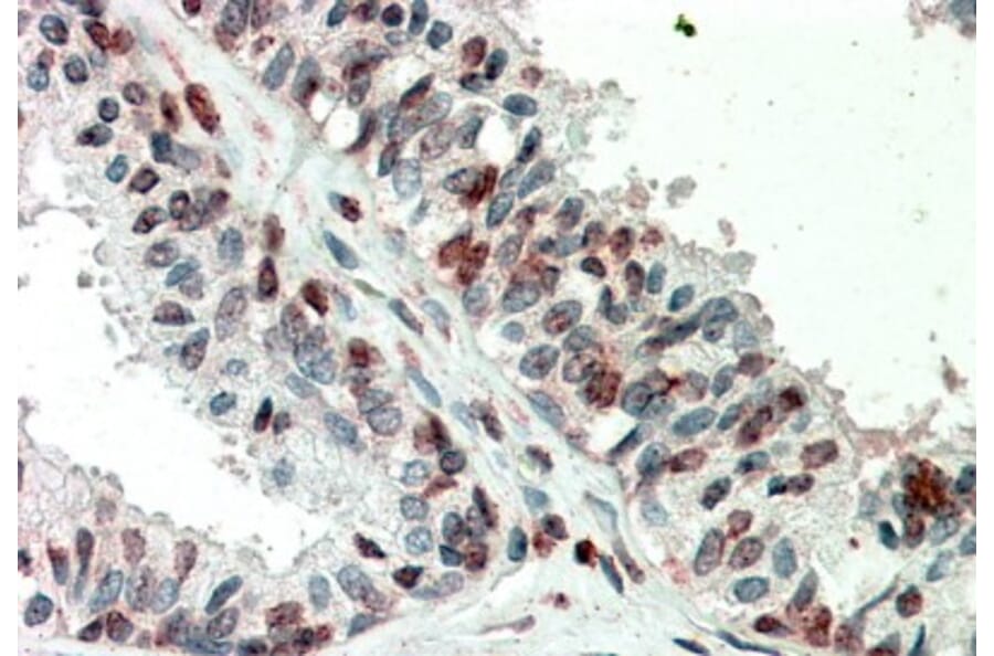 Immunohistochemistry - Anti-ZIC3 Antibody (A83485) - Antibodies.com