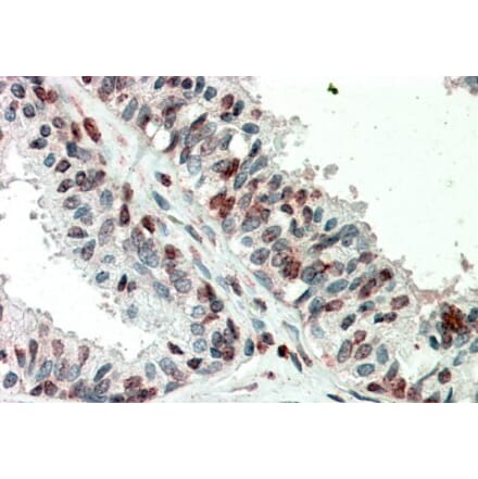 Immunohistochemistry - Anti-ZIC3 Antibody (A83485) - Antibodies.com