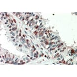 Immunohistochemistry - Anti-ZIC3 Antibody (A83485) - Antibodies.com