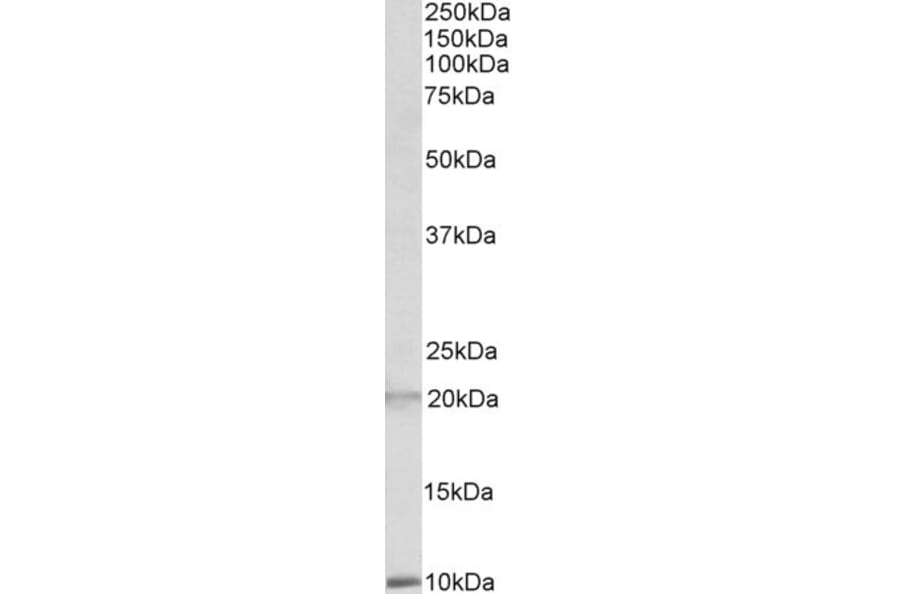 Western Blot - Anti-DEFA1 + DEFA3 Antibody (A83486) - Antibodies.com