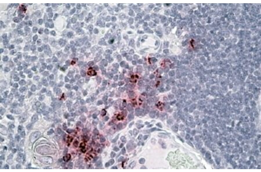 Immunohistochemistry - Anti-DEFA1 + DEFA3 Antibody (A83486) - Antibodies.com