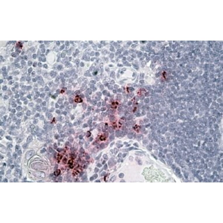 Immunohistochemistry - Anti-DEFA1 + DEFA3 Antibody (A83486) - Antibodies.com