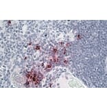 Immunohistochemistry - Anti-DEFA1 + DEFA3 Antibody (A83486) - Antibodies.com