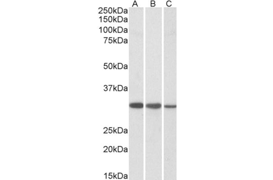 Western Blot - Anti-CAPZB Antibody (A83489) - Antibodies.com