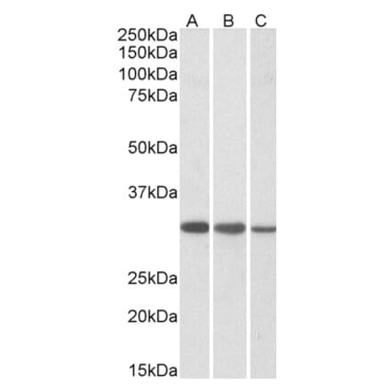 Western Blot - Anti-CAPZB Antibody (A83489) - Antibodies.com