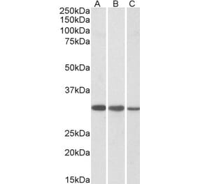 Western Blot - Anti-CAPZB Antibody (A83489) - Antibodies.com