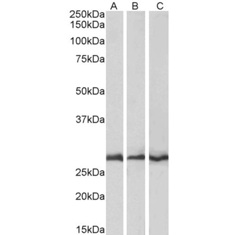 Western Blot - Anti-CAPZB Antibody (A83489) - Antibodies.com