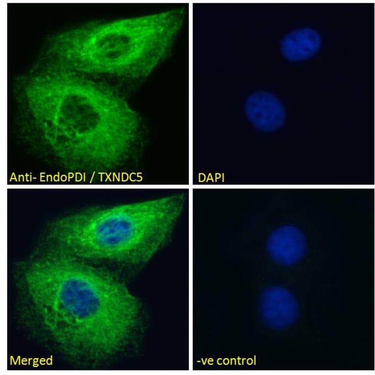 Immunofluorescence - Anti-TXNDC5 Antibody (A83490) - Antibodies.com