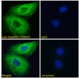 Immunofluorescence - Anti-TXNDC5 Antibody (A83490) - Antibodies.com