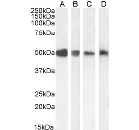 Western Blot - Anti-TXNDC5 Antibody (A83490)