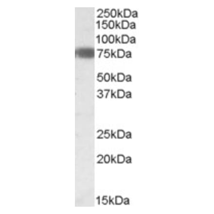Western Blot - Anti-EBF1 Antibody (A83493) - Antibodies.com