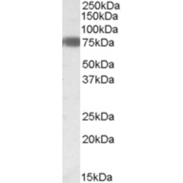Western Blot - Anti-EBF1 Antibody (A83493) - Antibodies.com