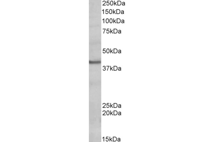 Western Blot - Anti-POU4F3 Antibody (A83494) - Antibodies.com