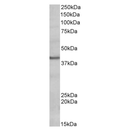 Western Blot - Anti-POU4F3 Antibody (A83494) - Antibodies.com