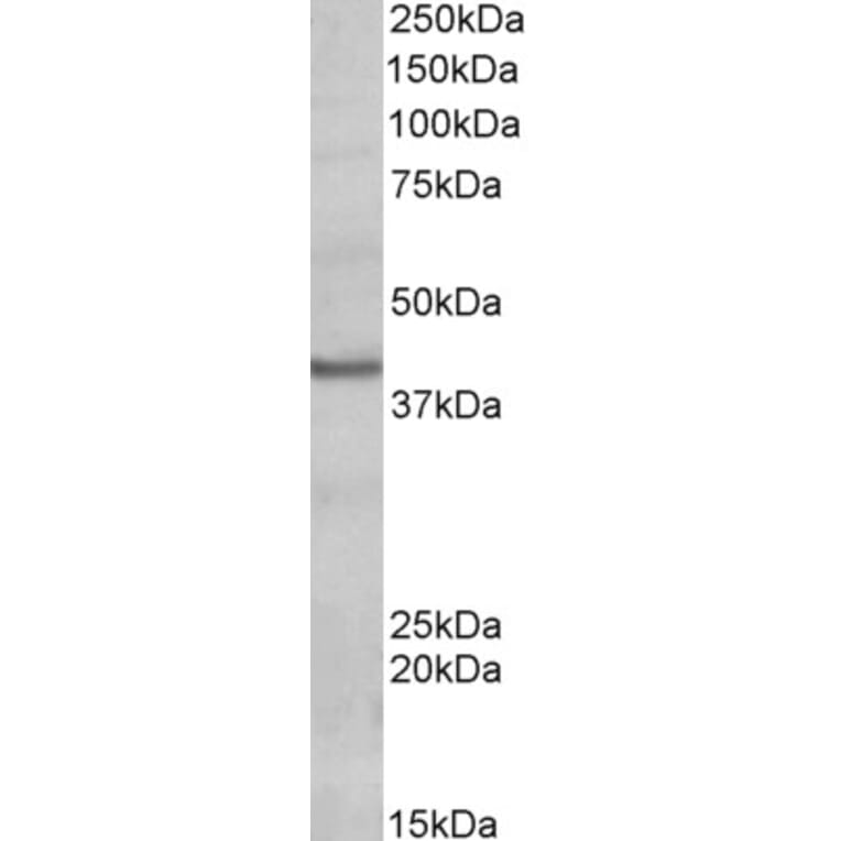Western Blot - Anti-POU4F3 Antibody (A83494) - Antibodies.com
