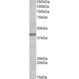 Western Blot - Anti-POU4F3 Antibody (A83494) - Antibodies.com