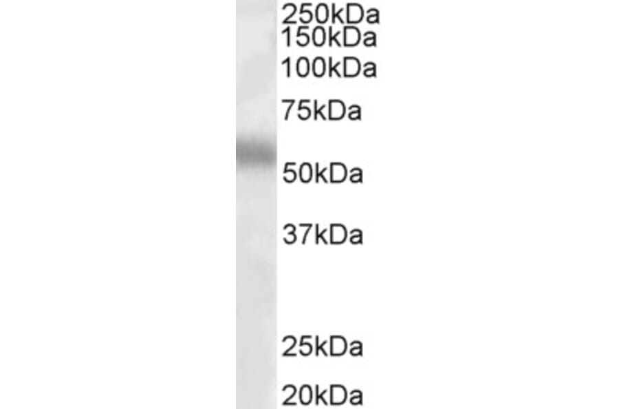 Western Blot - Anti-TFEB Antibody (A83495) - Antibodies.com