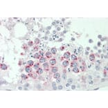 Immunohistochemistry - Anti-HGFA Inhibitor 2 Antibody (A83497) - Antibodies.com