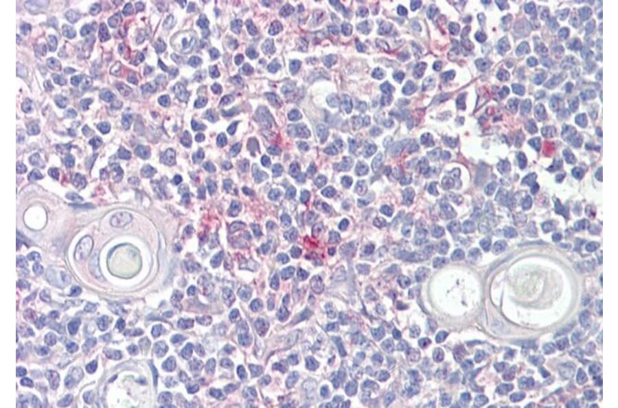 Immunohistochemistry - Anti-LITAF Antibody (A83498) - Antibodies.com