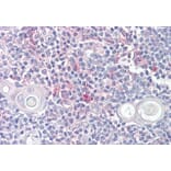 Immunohistochemistry - Anti-LITAF Antibody (A83498) - Antibodies.com