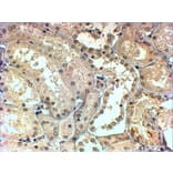 Immunohistochemistry - Anti-TBL1X Antibody (A83502) - Antibodies.com