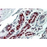Immunohistochemistry - Anti-ANP32B Antibody (A83503) - Antibodies.com