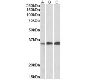 Western Blot - Anti-EFHD2 Antibody (A83505) - Antibodies.com