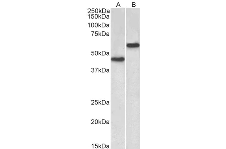 Western Blot - Anti-LYVE1 Antibody (A83506) - Antibodies.com
