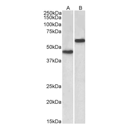 Western Blot - Anti-LYVE1 Antibody (A83506) - Antibodies.com