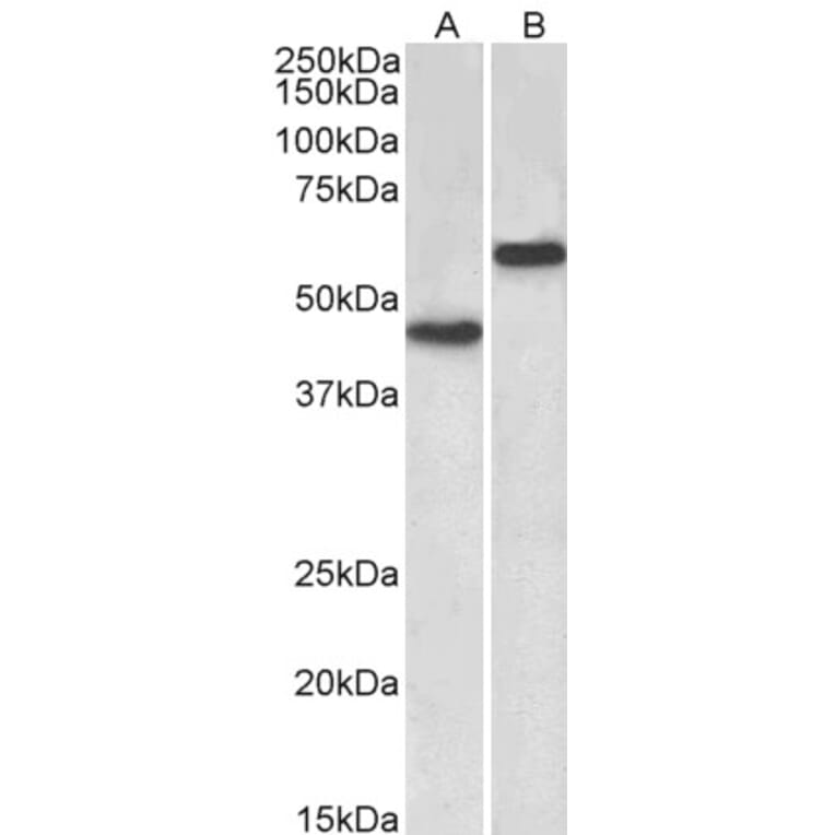 Western Blot - Anti-LYVE1 Antibody (A83506) - Antibodies.com